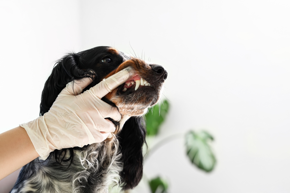 A person wearing a white glove lifts the lip of a black and brown dog to check its teeth and gums, with a blurred green plant in the background.