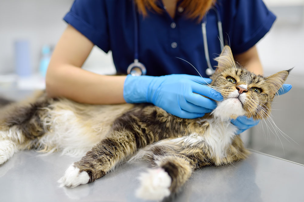 A veterinarian wearing blue gloves examines a long-haired cat lying on a metal table, gently lifting the cat’s chin while the cat looks relaxed and content.