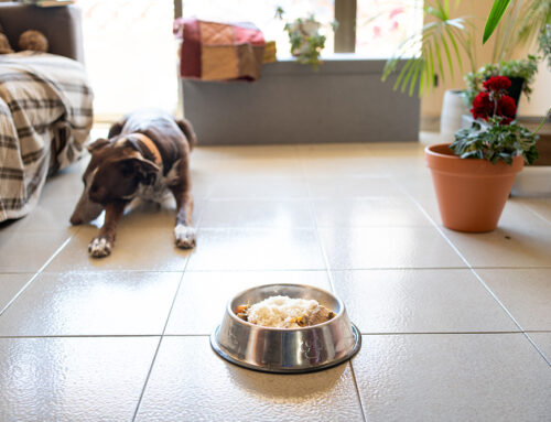 Nutrition and Health for Livestock: The Role of Diet in Disease Prevention