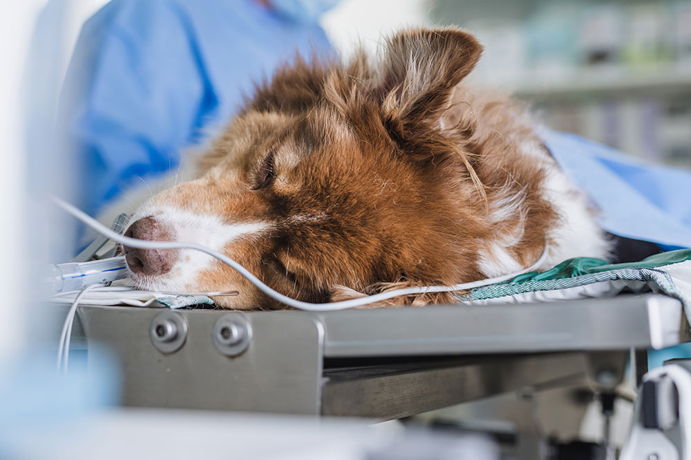 A brown and white dog lies unconscious on a veterinary table with an IV tube attached, likely undergoing surgery, while a person in scrubs stands nearby.