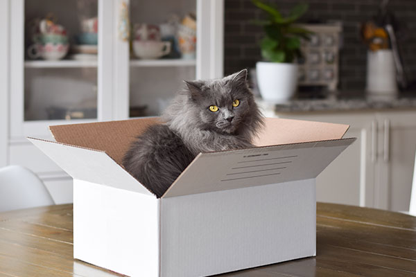 A fluffy gray cat with yellow eyes sits inside an open white cardboard box on a wooden table in a kitchen with cabinets and dishes in the background.