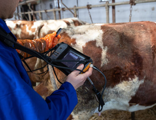 Ultrasound Technology in Livestock Reproductive Health: A Guide for Producers