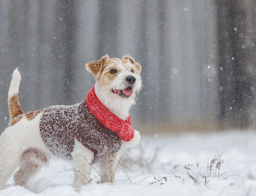 Winter Wellness Tips for Pets: Keeping Skin and Coat Healthy
