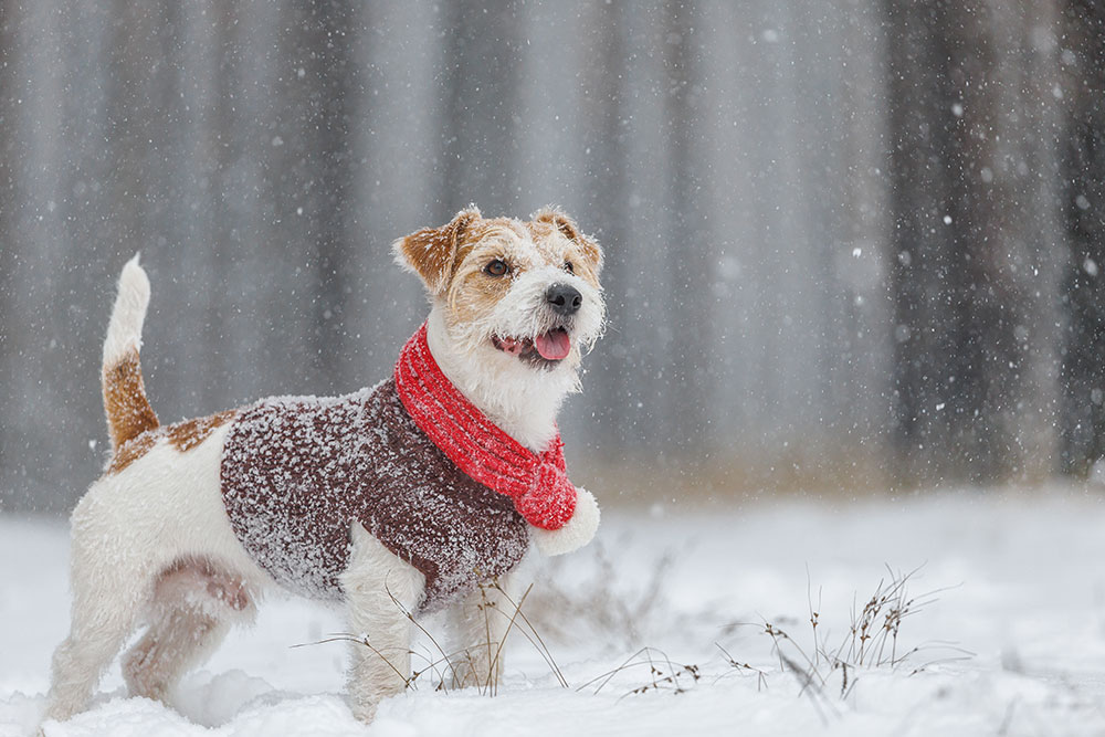 A small dog wearing a brown sweater and a red scarf stands in the snow, looking happy with its mouth open. Snowflakes are falling, and the dog's fur and clothing are dusted with snow.