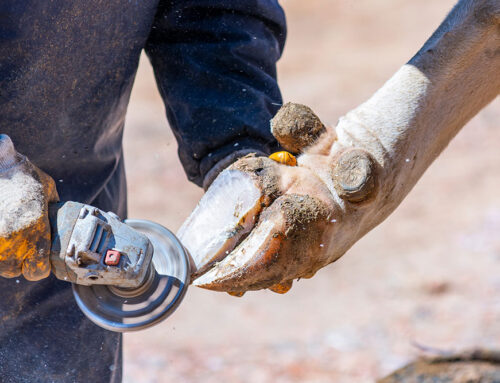 A Guide to Hoof Trimming for Livestock Health