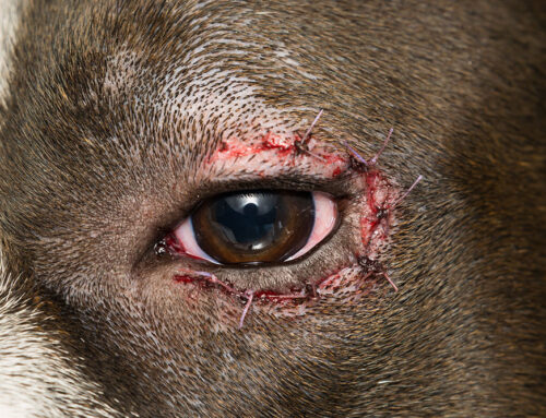 Entropion/Ectropion: Surgical Correction and Outcomes