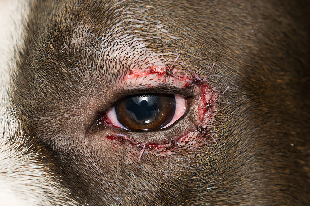 Close-up of a dog's eye with fresh stitches and redness around the eyelid, suggesting recent surgery or injury. The fur is short and brown, and the area appears to be healing.