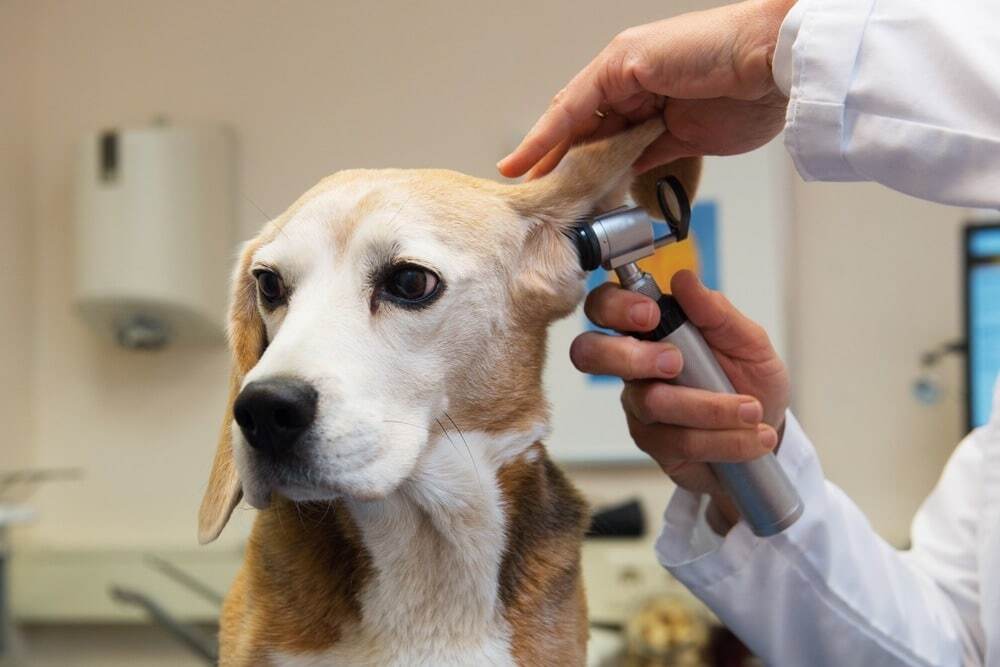 A veterinarian in a white coat examines a dog's ear with an otoscope in a clinic, gently lifting the dog's ear while the dog sits calmly on the exam table.