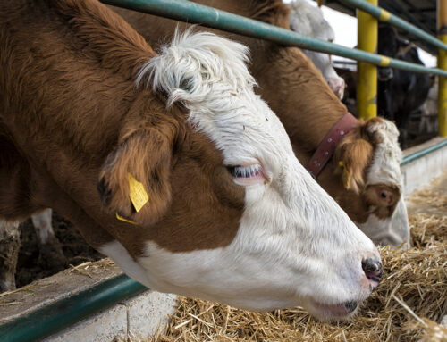 Disbudding and Dehorning: Timing, Pain Control, and Technique