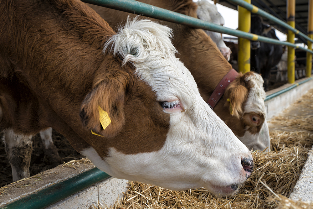 Brown and white cows with ear tags stand in a row at a feeding trough in a barn, eating straw. Green and yellow railings separate the feeding area.