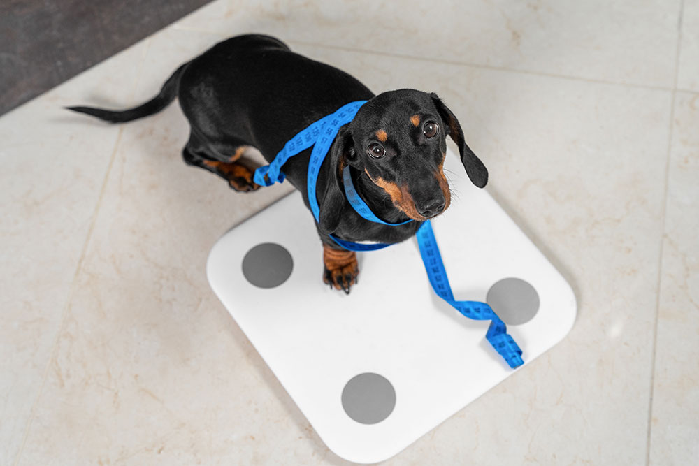 A black dachshund dog with a blue measuring tape wrapped around its body stands on a digital bathroom scale, looking up. The scene is set on a tiled floor.