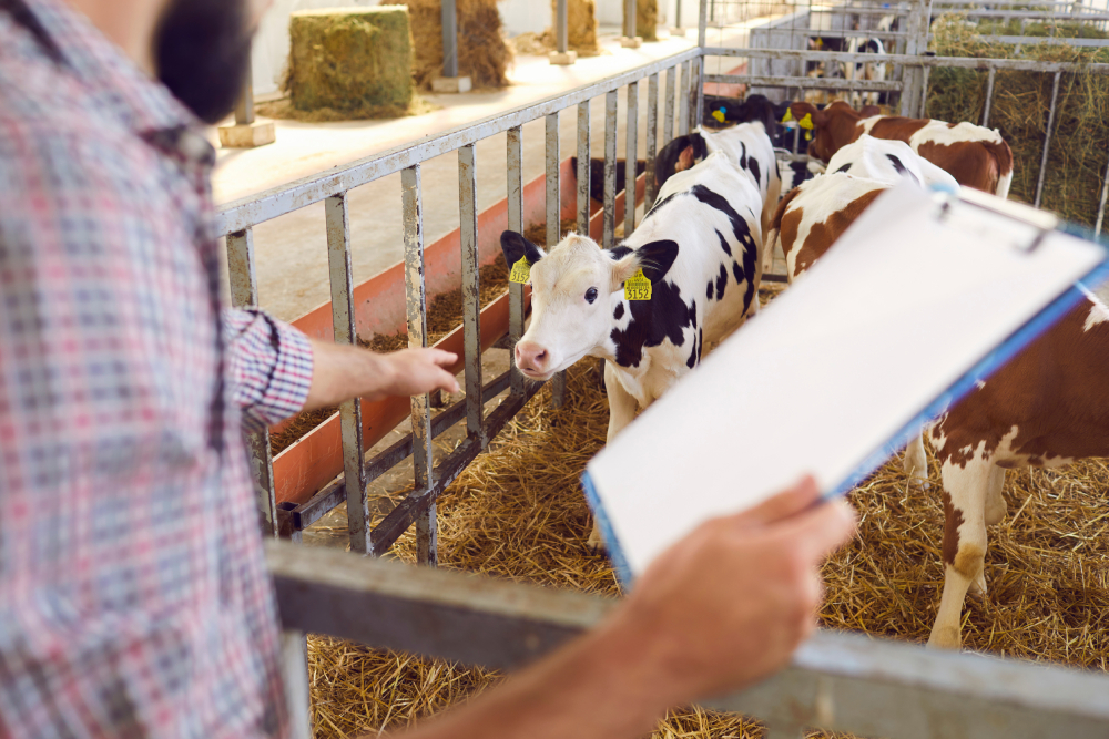 A person holding a clipboard points at a calf inside a pen on a farm. Several calves stand on straw bedding behind metal bars, and hay bales are visible in the background.