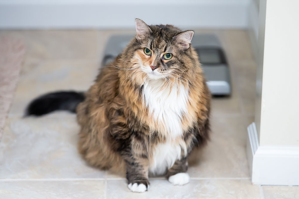 A fluffy, long-haired cat with brown, black, and white fur sits on a tiled floor, looking up at the camera. A digital scale is visible behind the cat.