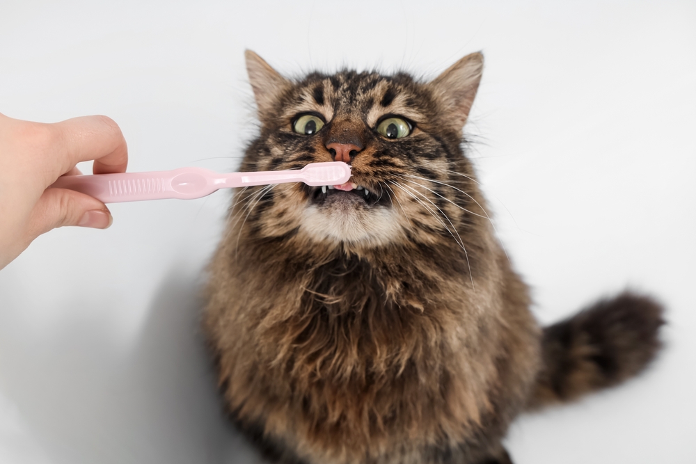 A fluffy brown tabby cat is having its teeth brushed with a pink toothbrush by a person's hand. The cat’s mouth is slightly open and its eyes are wide, against a white background.
