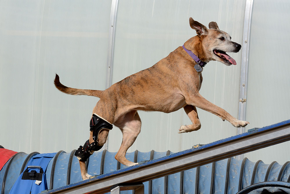A brown dog with a leg brace runs energetically up a ramp during an agility course, with its mouth open and tongue out, appearing happy and active.