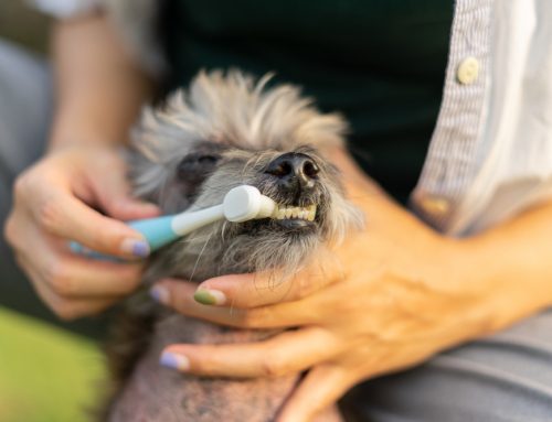 Dental Home Care That Works: Brushes, Wipes, and Gels