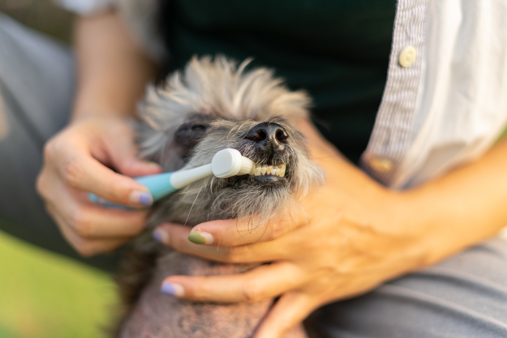 A person holds a small dog and brushes its teeth with a toothbrush. The dog's mouth is open, and the person's fingernails are painted in different colors.