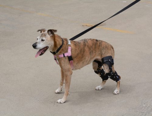 Cranial Cruciate (CCL) Injuries: TPLO vs. Extracapsular Repairs