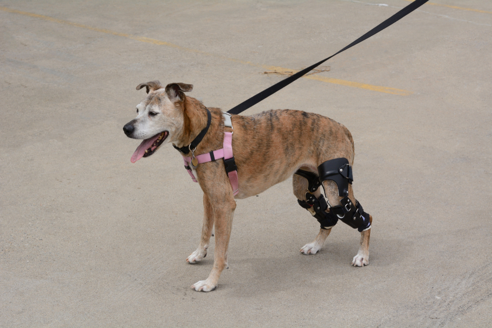 A brown and white dog wearing a pink harness and a black leg brace stands on a concrete surface, attached to a leash, with its mouth open and tongue out.