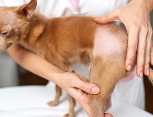 Alopecia in Dogs & Cats: Endocrine vs. Dermatologic Causes