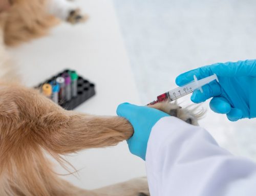 Auto-Immune blood diseases