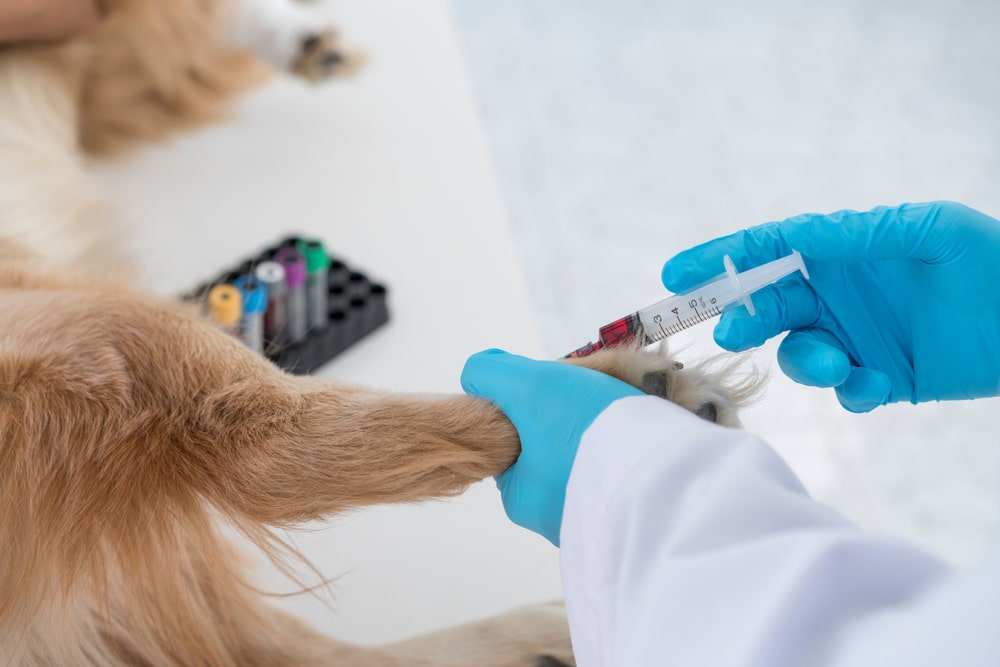 A veterinarian wearing blue gloves draws blood from a dog's front leg using a syringe. The dog is lying on an exam table, and blood collection tubes are visible nearby.