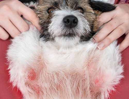 Is Your Pet Having a Mild Allergic Reaction or a Life-Threatening Emergency?