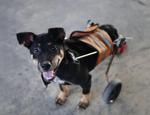 Assistive Devices: Harnesses, Carts, and Traction Aids