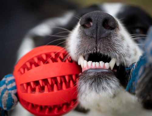 Are Your Toys, Chews, and Collars Safe? Find Out What Can Seriously Hurt Your Dog