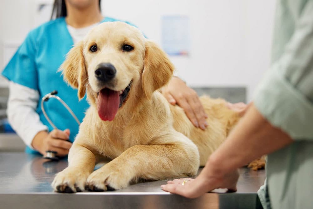 A golden retriever lies on a veterinary exam table, tongue out and looking happy, while a vet in blue scrubs and another person stand nearby.