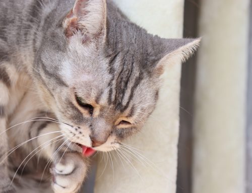 When Does a Pet’s Occasional Vomiting Become Chronic?