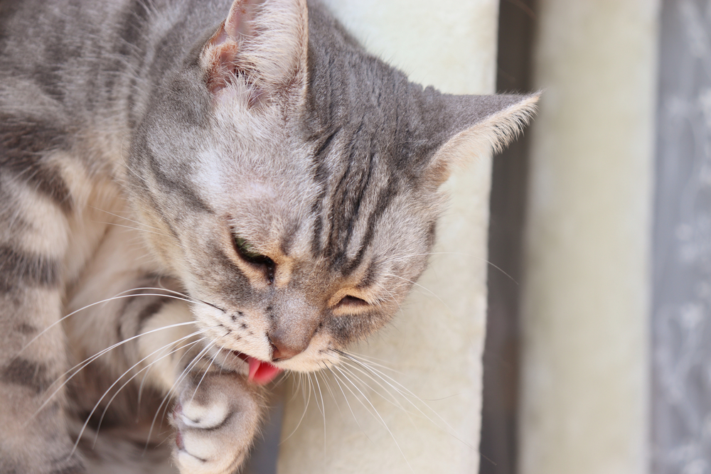 A gray tabby cat is licking its front paw while sitting, with its eyes partly closed. The background is softly blurred, focusing attention on the cat’s face and grooming action.