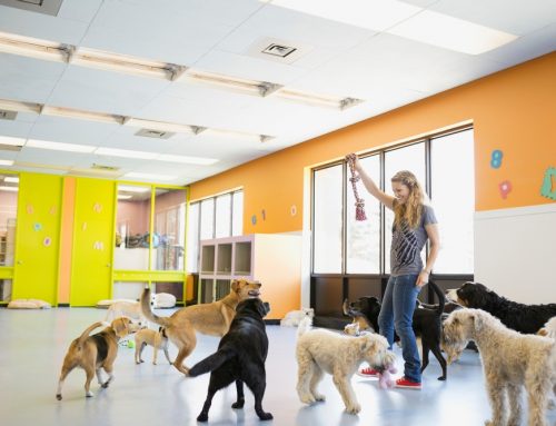 Does My Dog Need a Vet Visit Before Starting Daycare?