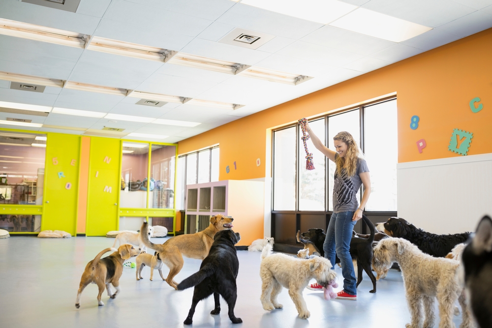 A woman stands in a brightly colored room holding a rope toy while several playful dogs gather around her. The walls are orange and decorated with letters, and large windows let in natural light.