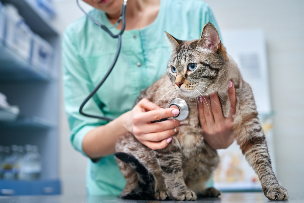 A veterinarian in a teal uniform uses a stethoscope to examine a tabby cat on an exam table in a veterinary clinic.